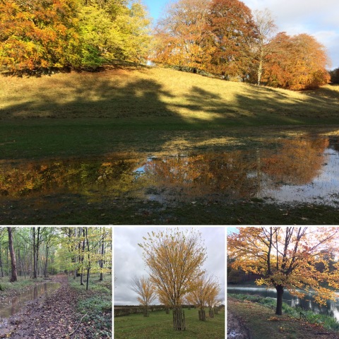 031119 walk Images from walk on 03-11-19