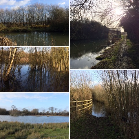 Images from walk on 08-12-19