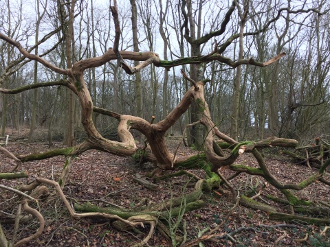 Image from walk on 05/01/20