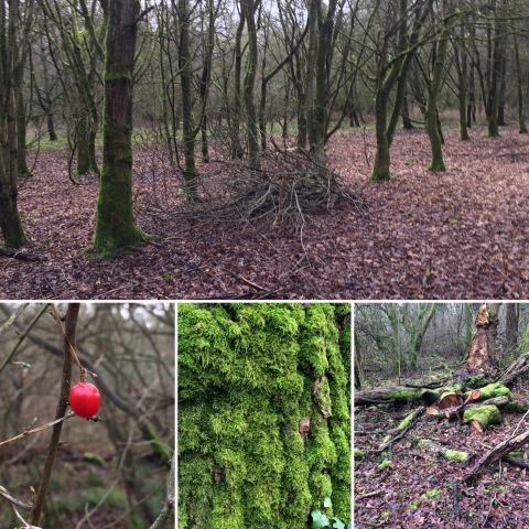 Images from walk on 12/01/20