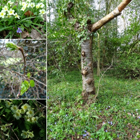 Images from walk on 08/03/20