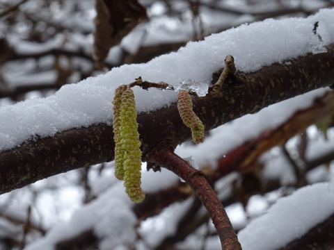 Snow and catkins Pale green catkins hanging from a snow-covered branch.