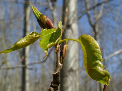 A spray of new green leaves unfurling in the sunshine.