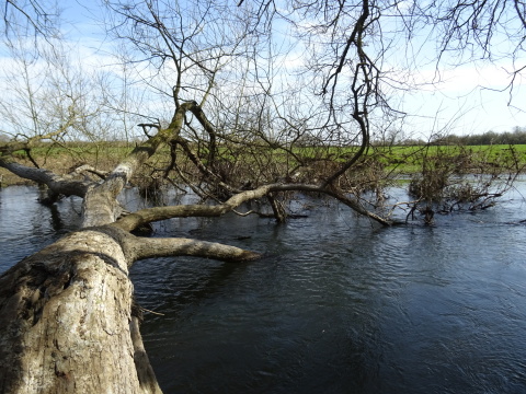 A fallen tree lying across a small river under blue sky.