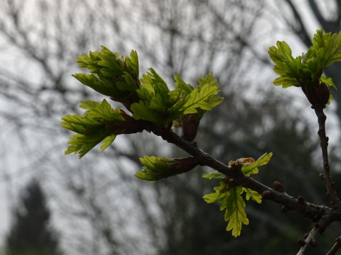 Pale green oak leaves just unfurling on a branch.