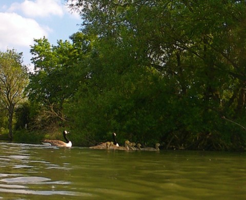 A pair of Canada geese swimming with a cluster of goslings.