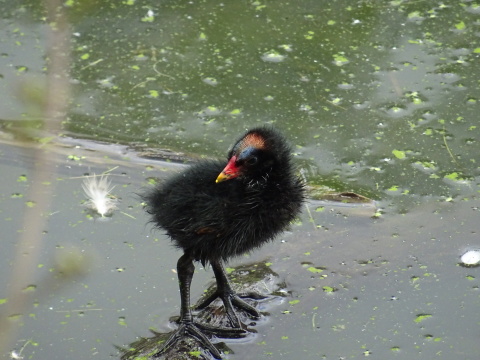 Baby moorhen A fuzzy black moorhen chick with a red beak with a yellow tip and patches of blue and orange feathers on its head.