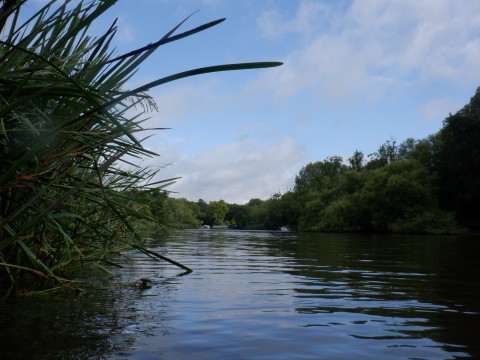 A tree-lined river reflecting a partly blue sky, with a clump of reeds overhanging in the left foreground.