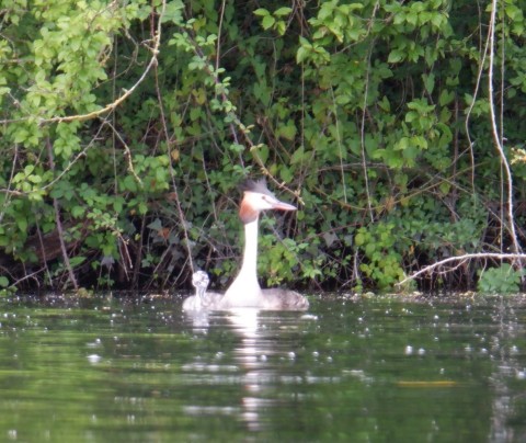 an adult grebe with a black crest and ruddy patch at the back of its head, and a chick with a black and white striped head and neck.
