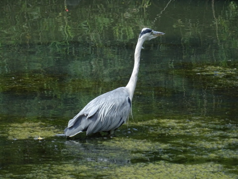 Monet heron A heron standing in water with weeds and reflections of foliage creating a mottled backdrop of shades of green.