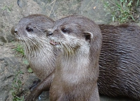 Two otters in profile, facing towards the left of the frame.