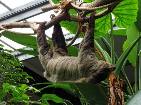 A sloth hanging from a branch.