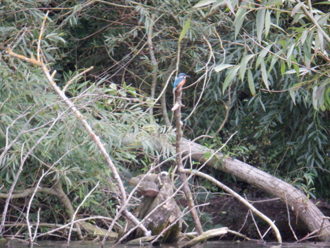 A jumble of riverside foliage, including an upright branch on top of which is perched a kingfisher.