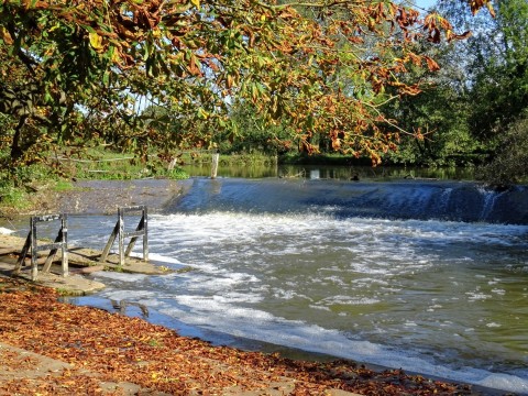 Parsons' pleasure in autumn Water cascading over a weir into a foaming pool, framed by horse chestnut branches with brown and green leaves clinging to them above and a carpet of brown leaves glowing in the sunshine on the ground in front of the pool.