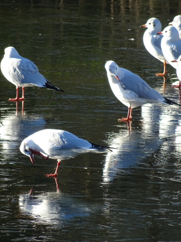 Seagulls A group of gulls standing on a frozen pond.