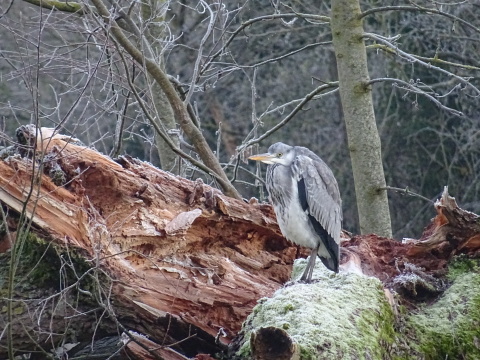 Cold heron A heron with its head hunched down to its shoulders and its wings mantled around it, standing on the moss-covered limb of a fallen tree with the split trunk behind it. The moss and the branches in the background are covered in thick frost.