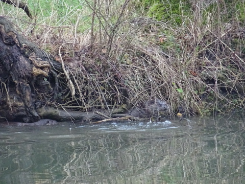 Otters! A riverbank with tree roots and dead grasses above murky green water. On the left hand side you can just see the head of an otter beneath a tree root; to the right, another pokes its head between stems of grass.