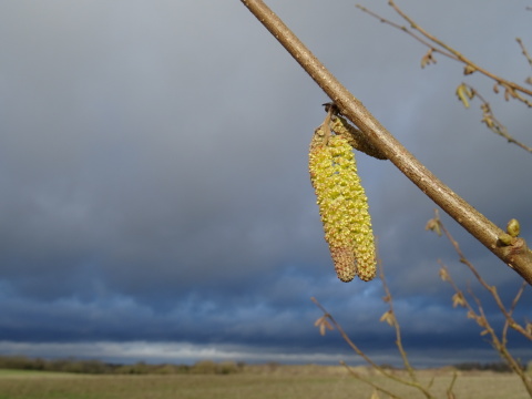 Two pale green hazel catkins glowing in sunshine against a sky of slate-blue storm clouds.